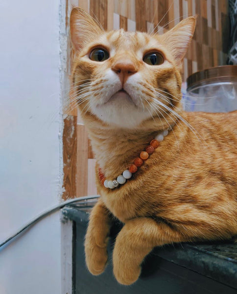 Load image into Gallery viewer, The Orange Tabby Collar
