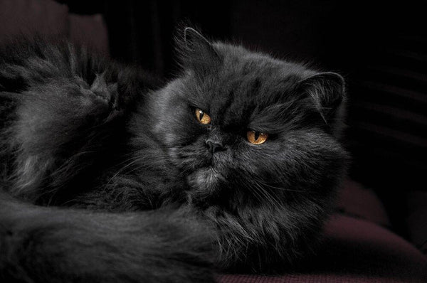 Load image into Gallery viewer, The Black Persian 2
