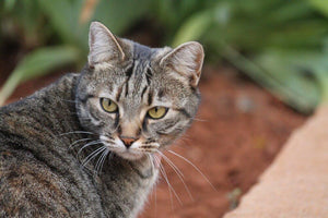 The Brown Tabby 2