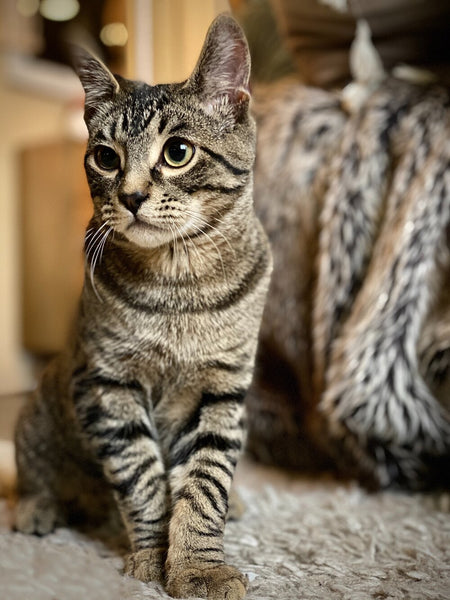 Load image into Gallery viewer, The Brown Tabby 2
