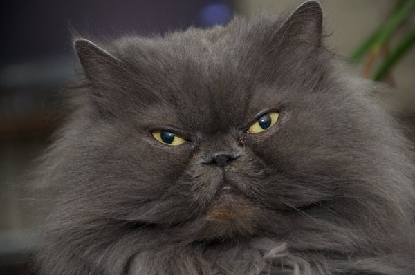 Load image into Gallery viewer, The Black Persian
