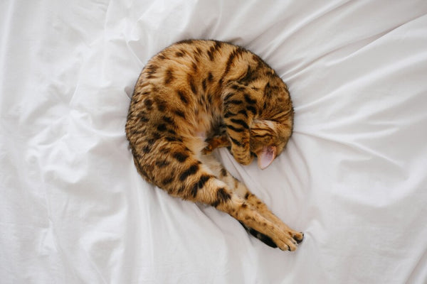 Load image into Gallery viewer, The Bengal
