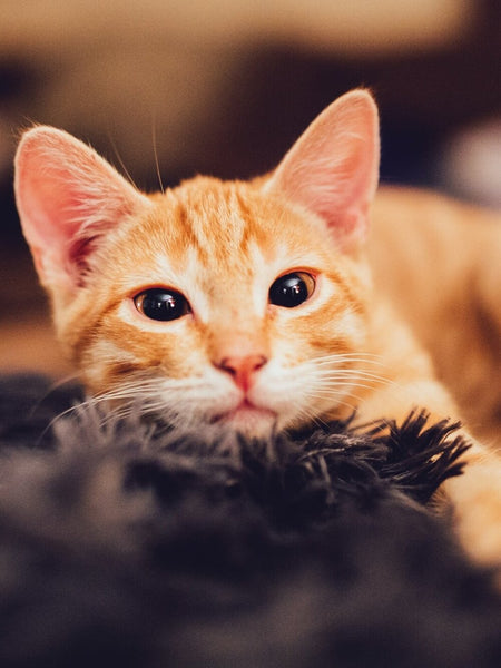 Load image into Gallery viewer, The Orange Tabby
