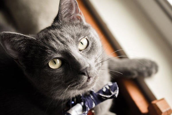 Load image into Gallery viewer, The Russian Blue 2
