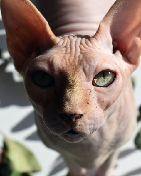Load image into Gallery viewer, The Sphynx Collar
