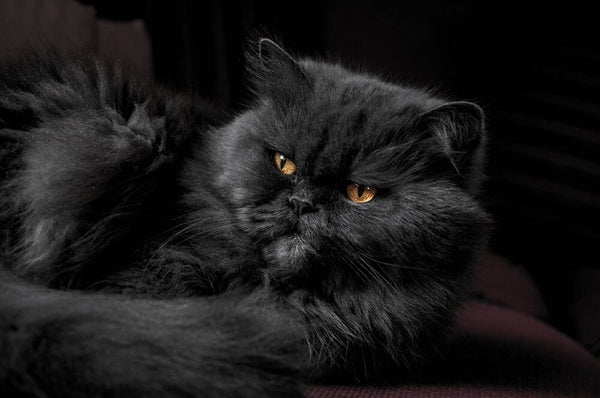 Load image into Gallery viewer, The Black Persian

