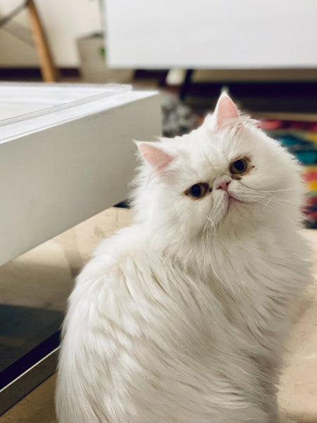 Load image into Gallery viewer, The White Persian
